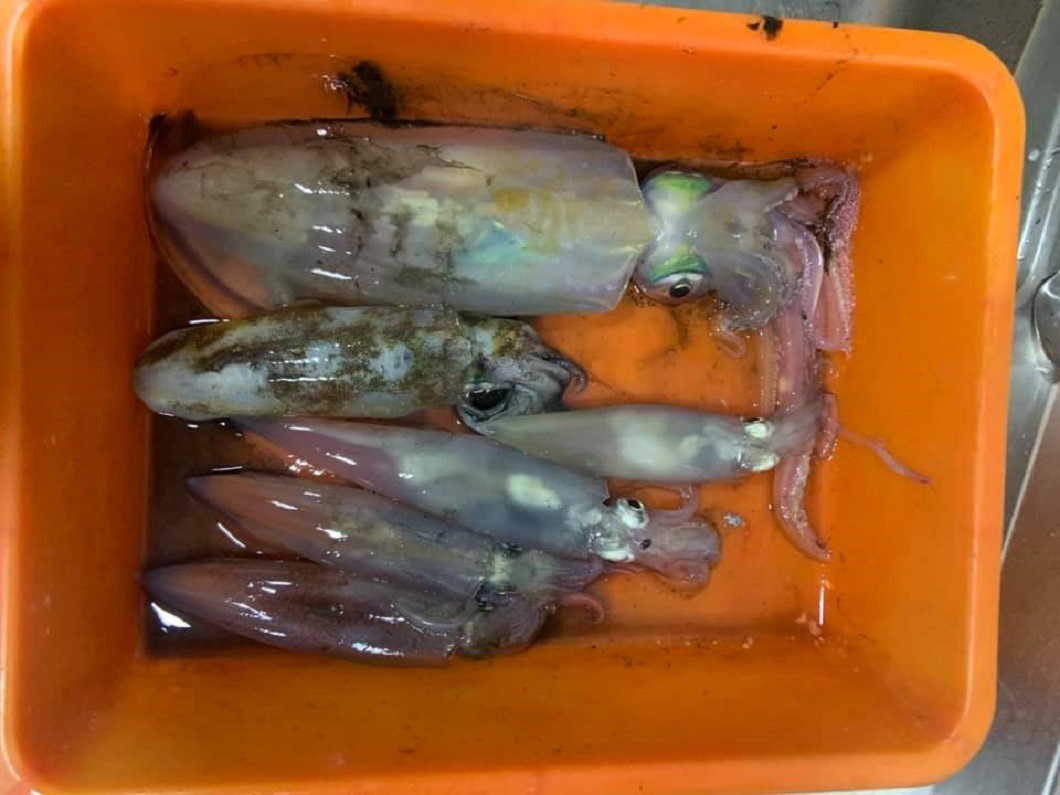 澎湖旅遊-夜釣小管